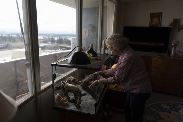 Linda Conover checks on her pet lizard at Smith Tower Apartments in Vancouver, Wash., on Monday, March 10, 2025. (AP Photo/Jenny Kane)