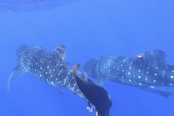In this image from video, whale sharks swim near each other off the coast of St. Helena in the South Atlantic Ocean on Feb. 25, 2025. (AP Photo/Maria Cheng)