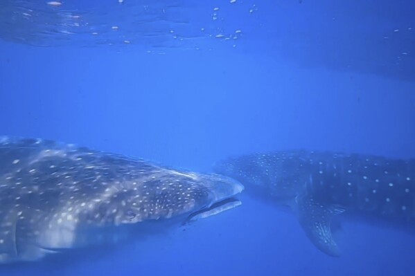 In this image from video, whale sharks swim near each other off the coast of St. Helena in the South Atlantic Ocean on Feb. 25, 2025. (AP Photo/Maria Cheng)