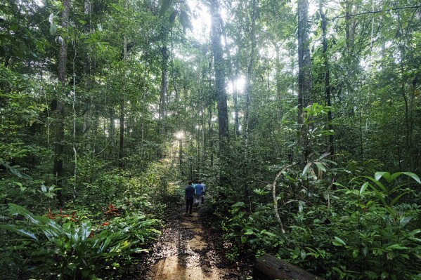 Environmentalists walk through the Caxiuana National Forest, Para state, Brazil, near the Esecaflor project, where scientists mimic drought to understand how the rainforest might respond to a drier future Saturday, March 22, 2025. (AP Photo/Jorge Saenz)